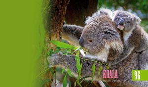 A wildlife closeup of a koala family climbing a tree on a green backdrop