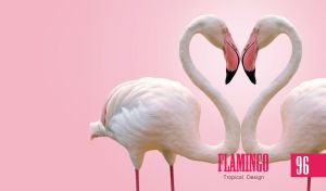 A wildlife closeup of two white flamingos forming a heart on a pink pastel background.