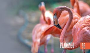 A wildlife closeup of pink flamingos on a blurry green-grey backdrop