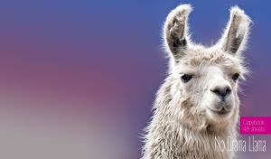 Luscious Llamas & Fabulous Flamingos | on Gentle Gradients