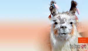 Close-up portrait of a no drama llama with ear tassels on an ocher-blue gradient