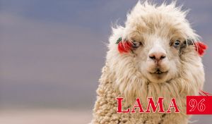 A close-up portrait of a beige llama on a pastel navy and beige gradient