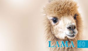 A close-up portrait of a beige llama on a pastel beige vignette backdrop