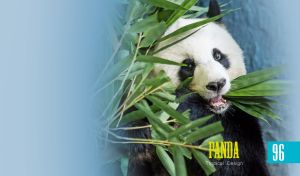 Panda | Close-up Portraits in Soft Vignettes