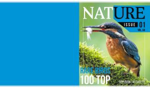 Rare river kingfisher bird featured on the blue cover of a Nature magazine