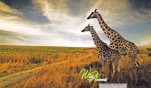 Wild Animals | Majestic Duos in Scenic Landscapes
