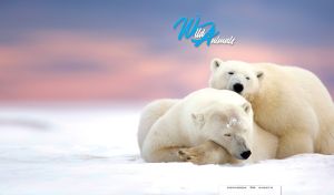 A pair of polar bears rests on the white snow beneath a pastel blue-pink sky