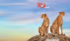 A pair of cheetahs sit on a rock beneath the pastel violet blue sky