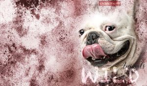 American Bulldog vignetted portrait on white and maroon grunge-style texture