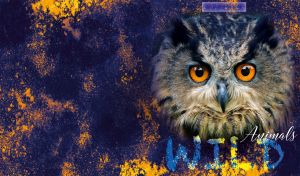 Eurasian eagle-owl vignetted portrait on navy and orange grunge-style texture