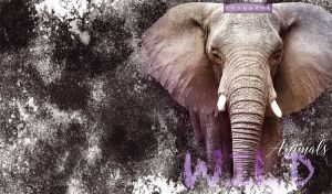 African elephant vignetted portrait on white and black grunge-style texture