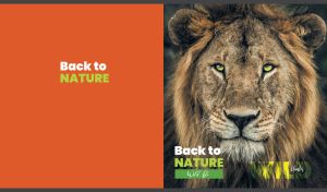 Wild tan Asiatic lion with an intense gaze on burnt orange