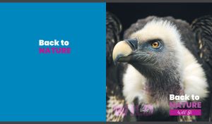 Wild black-and-white vulture with an intense gaze on blue
