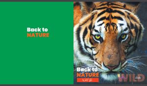 Wild striped tiger with an intense gaze on green