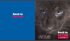 Wild black panther with an intense gaze on royal blue