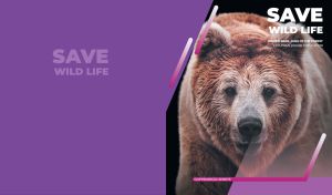 Majestic bear portrait emphasizing wildlife conservation on purple