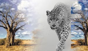 Black-and-white leopard in an ethereal savannah with dry grass and trees