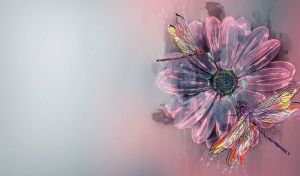 Fluttering Dragonflies & Butterflies | A Dance on Aster Flowers