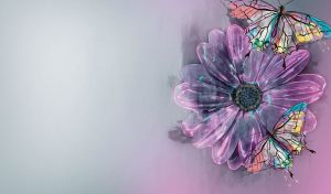 Pair of butterflies on an aster flower on a purple-grey gradient backdrop