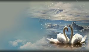 A pair of white swans in a pond watching snowflakes fall from the sky