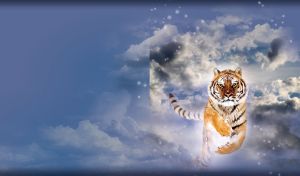 Formidable tiger jumps out of heaven under the falling snowflakes