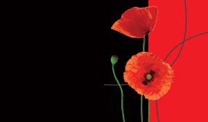 Red on Black | Floral Arts | Flower close-ups on artistic backdrops