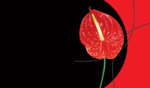 Crimson-red blooming anthurium on a red and black background