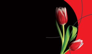 Carmine red and white blooming tulips on a red and black background