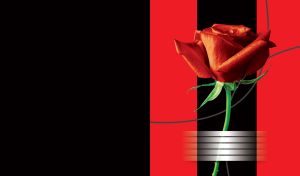 Scarlet red blooming rose on a red and black background