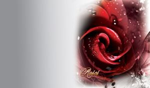 Crystal drops of dew on the petals of a dark red rose on a gray gradient