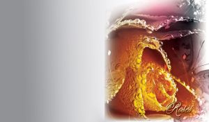 Crystal drops of dew on the petals of a golden yellow rose on a gray gradient