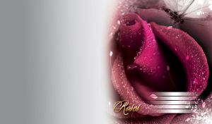 Crystal drops of dew on the petals of a purple-pink rose on a gray gradient