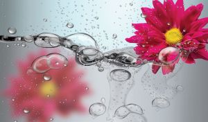 Pink-red aster on a pastel gray liquid backdrop with chain of water drops