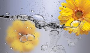 Yellow aster on a pastel gray liquid backdrop with chain of water drops