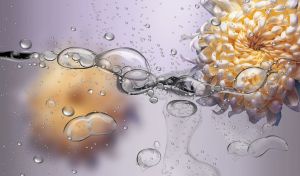 Yellow and white chrysanthemum on a pastel purple liquid backdrop with bubbles