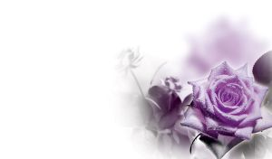 Violet rose close-up against a black and white bunch of flowers