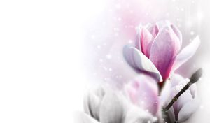 Pastel pink magnolia close-up against the background of black and white petals