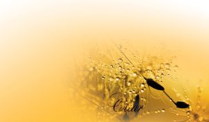 Clear | Dew-Kissed Flowers on Pastel Gradient Hues