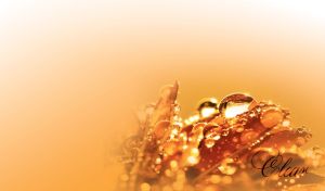 A close-up of dew drops on flower petals on a pastel orange gradient backdrop