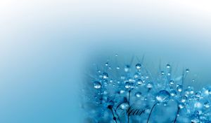 A close-up of dew drops on a dandelion on a pastel blue gradient backdrop