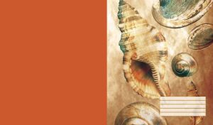 Seashells of different shapes and sizes on a sandy and orange background