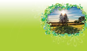 Shadow of trees at dawn in an ornamental frame on white to light green gradient