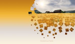 Mysterious scene with a farm by the field of golden wheat on a cloudy day