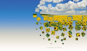 Mysterious scene with a sunflower field beneath the scattered clouds