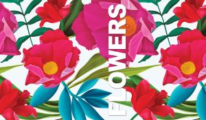 Digital floral illustration of large pink poppies on a white background