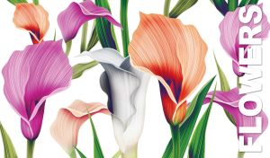 Digital floral illustration of large pastel orange violet and white calla lilies