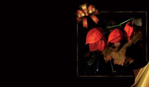 Nature’s Gallery | Elegant Still Lifes in Dramatic Lighting | on Black