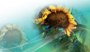 Watercolor drawing of a yellow sunflower in green leaves on a teal gradient