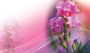 Watercolor drawing of delicate violet iris flowers on a purple-pink gradient