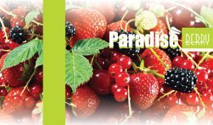 Strawberries, red currants and mulberries closeup with faded edges